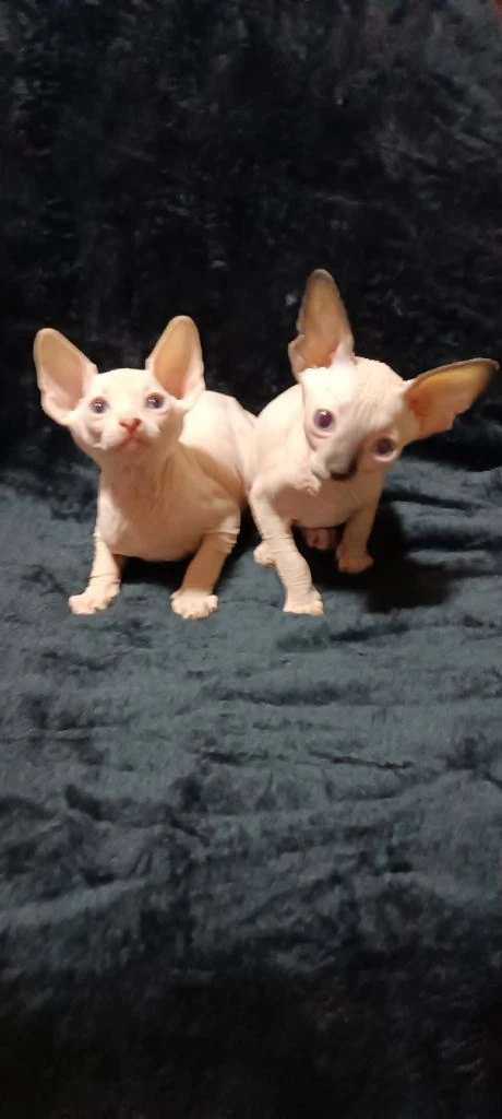 Голубоглазые котята канадского сфинкса в поисках своих любящих хозяев. мальчик чисто белый, девочка... - фотография