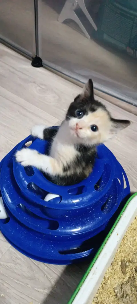 Котёнок донского сфинкса девочка (браш). Ищет свою семью. Окрас трехцветный ест влажный и сухой корм... - фотография