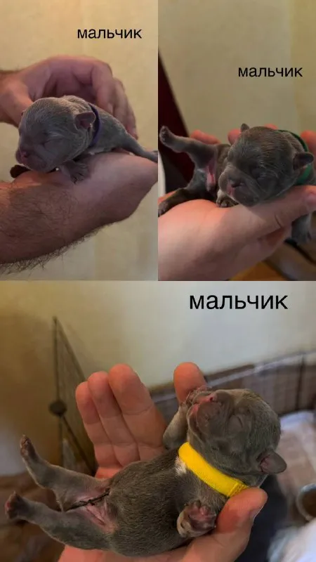Описание:
Доброго времени суток!
К раннему бронированию предлагаются 7 чудесных щенков французского бульдога, дата рождения 29.08.25
Для бронирования свободны 3 мальчика и 4 девочки.
К моменту продажи у щенков будет сделана первая прививка, при себе будут иметь паспорт, чип и метрику скор.
Родители живут вместе, можно будет на них посмотреть)
Территориально - донецк днр. Доставки нет.
3 Фото - отец, 4 - мать)

Цена: 50000 руб.

📲 Tg: olya
📞🇷🇺Звоните: +79490924039

Барахолка днр - фотография - 4