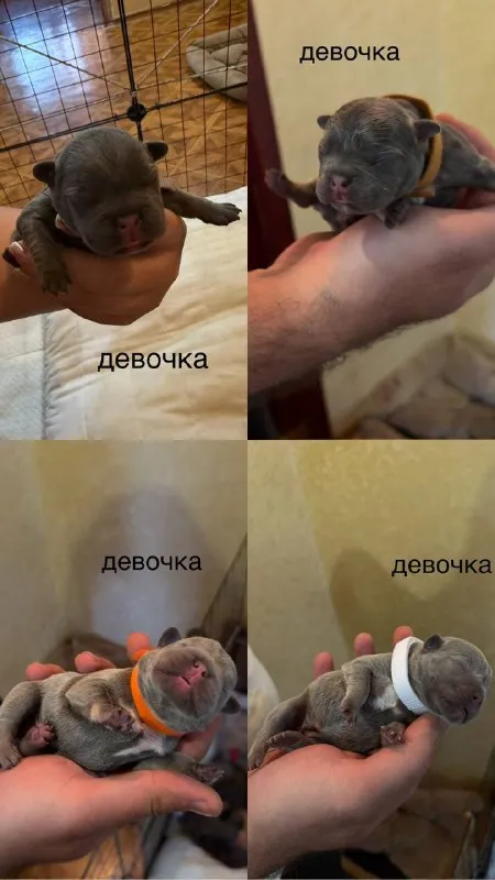 Описание:
Доброго времени суток!
К раннему бронированию предлагаются 7 чудесных щенков французского бульдога, дата рождения 29.08.25
Для бронирования свободны 3 мальчика и 4 девочки.
К моменту продажи у щенков будет сделана первая прививка, при себе будут иметь паспорт, чип и метрику скор.
Родители живут вместе, можно будет на них посмотреть)
Территориально - донецк днр. Доставки нет.
3 Фото - отец, 4 - мать)

Цена: 50000 руб.

📲 Tg: olya
📞🇷🇺Звоните: +79490924039

Барахолка днр - фотография - 5