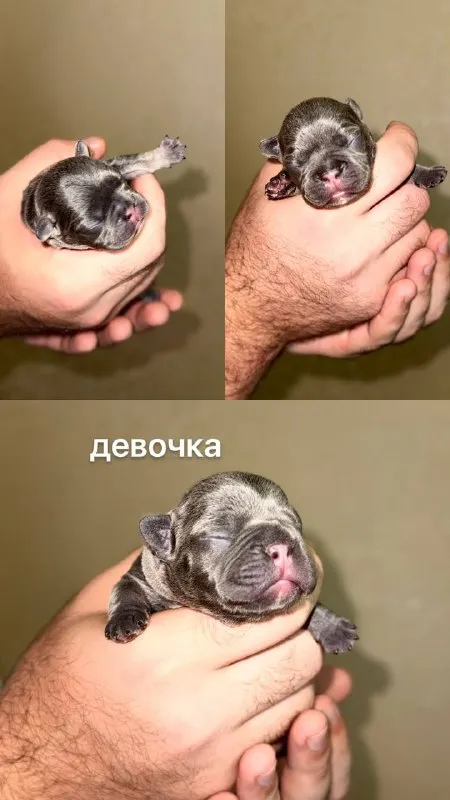Описание:
Доброго времени суток!
К раннему бронированию предлагаются чудесные щенки французского бульдога, дата рождения 29.08.25
К моменту продажи у щенков будет сделана первая прививка, при себе будут иметь паспорт, чип и метрику скор.
Родители живут вместе, можно будет на них посмотреть)
Территориально - донецк днр. Доставки нет.
На последних фото родители.

Цена: 50000 руб.

📲 Tg: olya
📞🇷🇺Звоните: +79490924039

Барахолка днр - фотография - 1