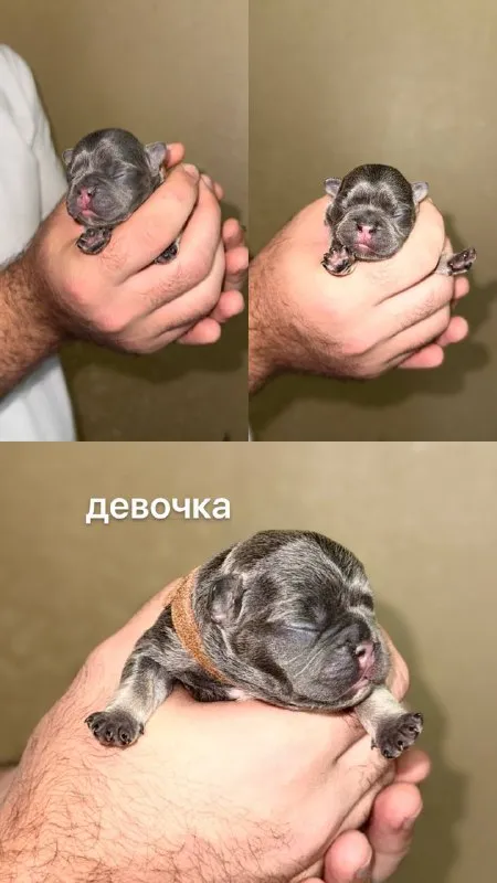 Описание:
Доброго времени суток!
К раннему бронированию предлагаются чудесные щенки французского бульдога, дата рождения 29.08.25
К моменту продажи у щенков будет сделана первая прививка, при себе будут иметь паспорт, чип и метрику скор.
Родители живут вместе, можно будет на них посмотреть)
Территориально - донецк днр. Доставки нет.
На последних фото родители.

Цена: 50000 руб.

📲 Tg: olya
📞🇷🇺Звоните: +79490924039

Барахолка днр - фотография - 2