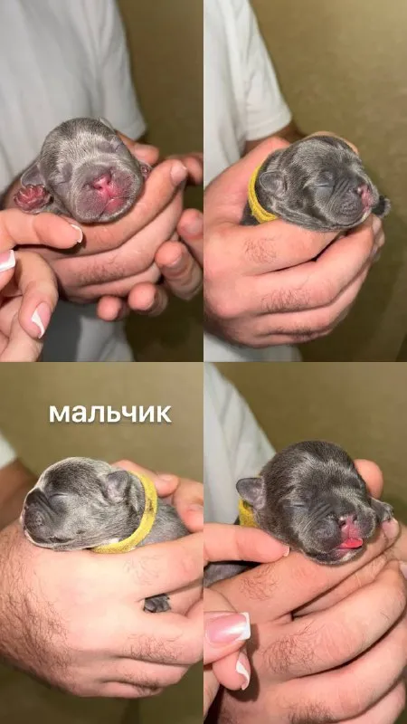 Описание:
Доброго времени суток!
К раннему бронированию предлагаются чудесные щенки французского бульдога, дата рождения 29.08.25
К моменту продажи у щенков будет сделана первая прививка, при себе будут иметь паспорт, чип и метрику скор.
Родители живут вместе, можно будет на них посмотреть)
Территориально - донецк днр. Доставки нет.
На последних фото родители.

Цена: 50000 руб.

📲 Tg: olya
📞🇷🇺Звоните: +79490924039

Барахолка днр - фотография - 4
