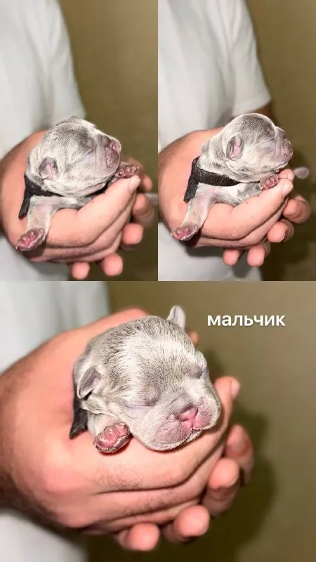Описание:
Доброго времени суток!
К раннему бронированию предлагаются чудесные щенки французского бульдога, дата рождения 29.08.25
К моменту продажи у щенков будет сделана первая прививка, при себе будут иметь паспорт, чип и метрику скор.
Родители живут вместе, можно будет на них посмотреть)
Территориально - донецк днр. Доставки нет.
На последних фото родители.

Цена: 50000 руб.

📲 Tg: olya
📞🇷🇺Звоните: +79490924039

Барахолка днр - фотография - 5