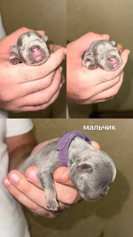 Описание:
Доброго времени суток!
К раннему бронированию предлагаются чудесные щенки французского бульдога, дата рождения 29.08.25
К моменту продажи у щенков будет сделана первая прививка, при себе будут иметь паспорт, чип и метрику скор.
Родители живут вместе, можно будет на них посмотреть)
Территориально - донецк днр. Доставки нет.
На последних фото родители.

Цена: 50000 руб.

📲 Tg: olya
📞🇷🇺Звоните: +79490924039

Барахолка днр - фотография - 7