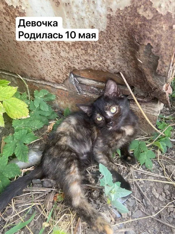 Описание:
Отдам котят в добрые руки 🐾
К лотку приучены
Нахожусь в донецке, кировский район
Цена: 1 руб.
📲 Tg: викусик🌞
📞🇷🇺Звоните: 79495040820
Барахолка днр - фотография - 1