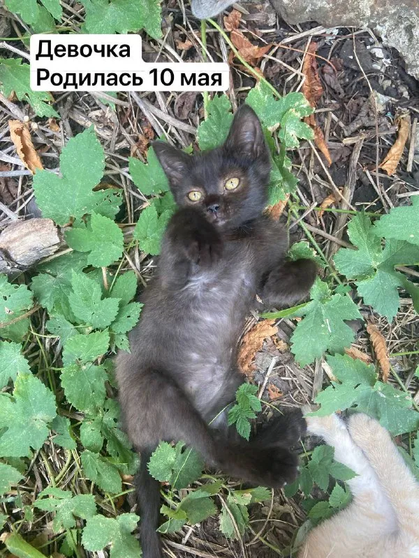 Описание:
Отдам котят в добрые руки 🐾
К лотку приучены
Нахожусь в донецке, кировский район
Цена: 1 руб.
📲 Tg: викусик🌞
📞🇷🇺Звоните: 79495040820
Барахолка днр - фотография - 2
