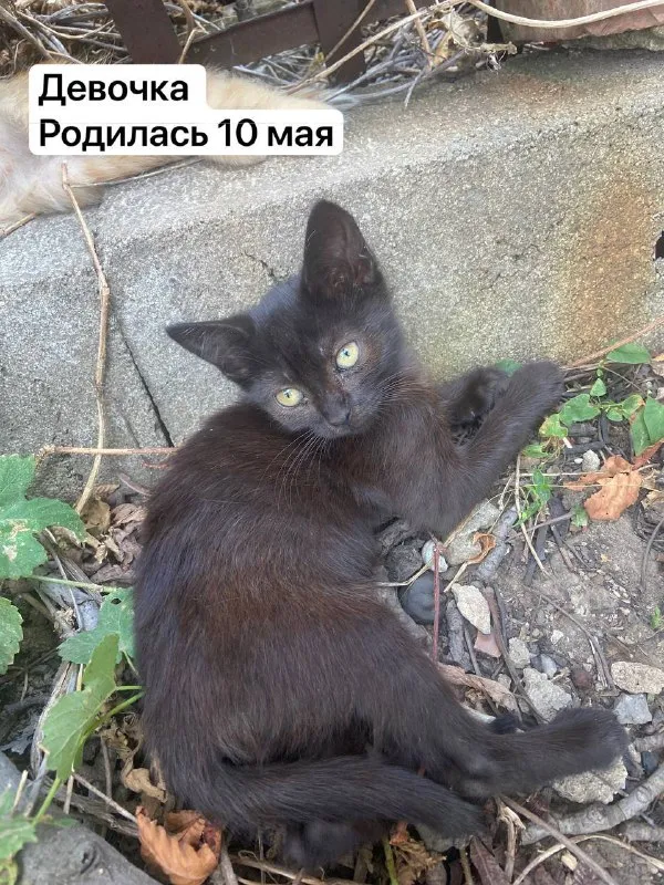 Описание:
Отдам котят в добрые руки 🐾
К лотку приучены
Нахожусь в донецке, кировский район
Цена: 1 руб.
📲 Tg: викусик🌞
📞🇷🇺Звоните: 79495040820
Барахолка днр - фотография - 3