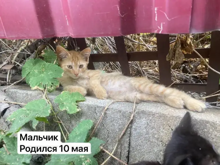 Описание:
Отдам котят в добрые руки 🐾
К лотку приучены
Нахожусь в донецке, кировский район
Цена: 1 руб.
📲 Tg: викусик🌞
📞🇷🇺Звоните: 79495040820
Барахолка днр - фотография - 4