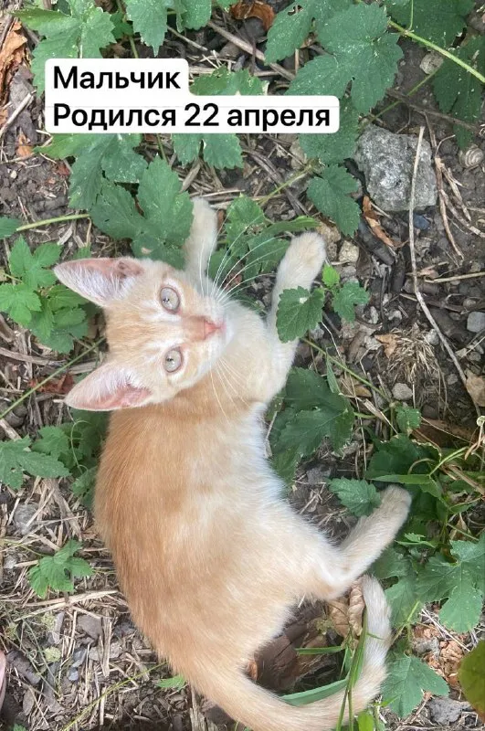 Описание:
Отдам котят в добрые руки 🐾
К лотку приучены
Нахожусь в донецке, кировский район
Цена: 1 руб.
📲 Tg: викусик🌞
📞🇷🇺Звоните: 79495040820
Барахолка днр - фотография - 5