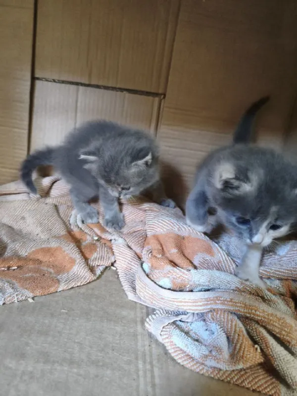 Описание:
Отдам чудесных котят в ласковые руки, серый мальчик, трёхцветная с белыми ушками девочка. Мама отличная охотница. Котята чистые и здоровые, ласковые и игривые. Находятся в районе площади бакинских комиссаров, по донецку могу подвезти.

Цена: 1 руб.

📲 Tg: герман
📞🇷🇺Звоните: +79493033434

Барахолка днр - фотография - 1