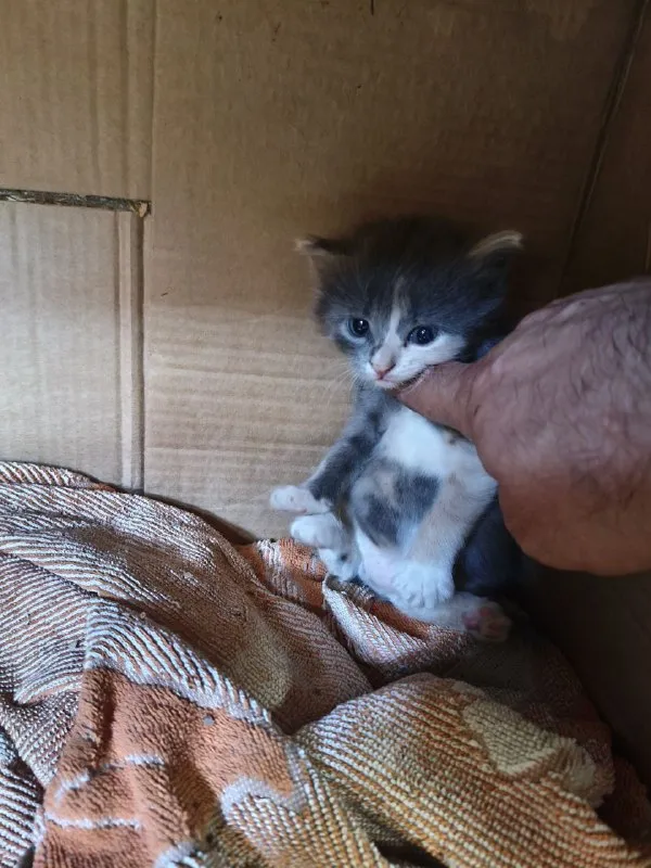Описание:
Отдам чудесных котят в ласковые руки, серый мальчик, трёхцветная с белыми ушками девочка. Мама отличная охотница. Котята чистые и здоровые, ласковые и игривые. Находятся в районе площади бакинских комиссаров, по донецку могу подвезти.

Цена: 1 руб.

📲 Tg: герман
📞🇷🇺Звоните: +79493033434

Барахолка днр - фотография - 2