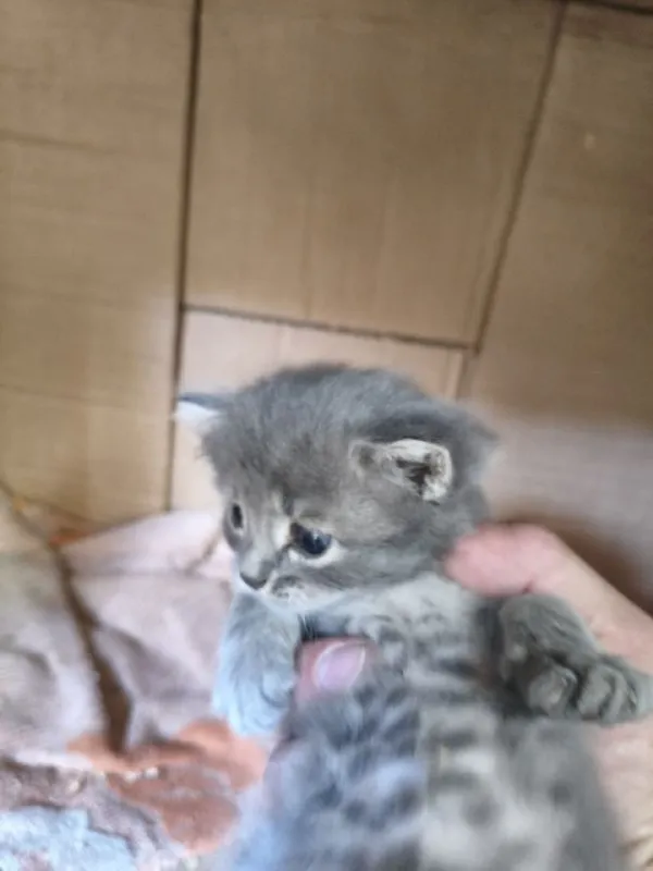 Описание:
Отдам чудесных котят в ласковые руки, серый мальчик, трёхцветная с белыми ушками девочка. Мама отличная охотница. Котята чистые и здоровые, ласковые и игривые. Находятся в районе площади бакинских комиссаров, по донецку могу подвезти.

Цена: 1 руб.

📲 Tg: герман
📞🇷🇺Звоните: +79493033434

Барахолка днр - фотография - 3