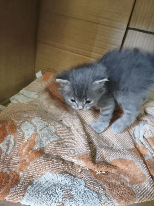 Описание:
Отдам чудесных котят в ласковые руки, серый мальчик, трёхцветная с белыми ушками девочка. Мама отличная охотница. Котята чистые и здоровые, ласковые и игривые. Находятся в районе площади бакинских комиссаров, по донецку могу подвезти.

Цена: 1 руб.

📲 Tg: герман
📞🇷🇺Звоните: +79493033434

Барахолка днр - фотография - 5