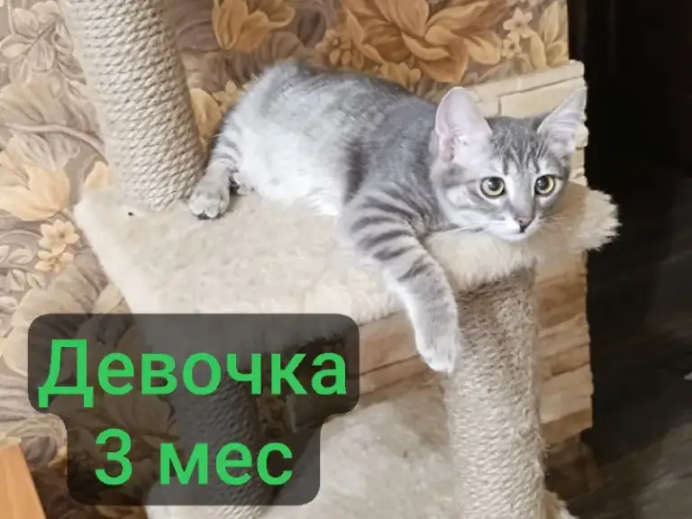 Описание:
Котята в добрые руки. Обработанные. Приезжайте знакомиться или привезём!
Все спасённые с улицы.
Цена: 1 руб.
📲 Tg: катерина
📞🇷🇺Звоните: +7949 326 52 68
Барахолка днр - фотография - 1