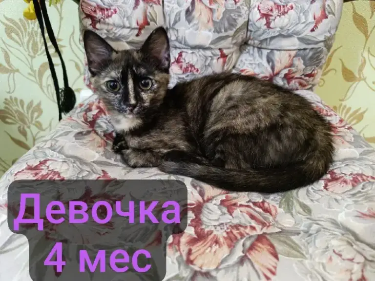 Описание:
Котята в добрые руки. Обработанные. Приезжайте знакомиться или привезём!
Все спасённые с улицы.
Цена: 1 руб.
📲 Tg: катерина
📞🇷🇺Звоните: +7949 326 52 68
Барахолка днр - фотография - 3