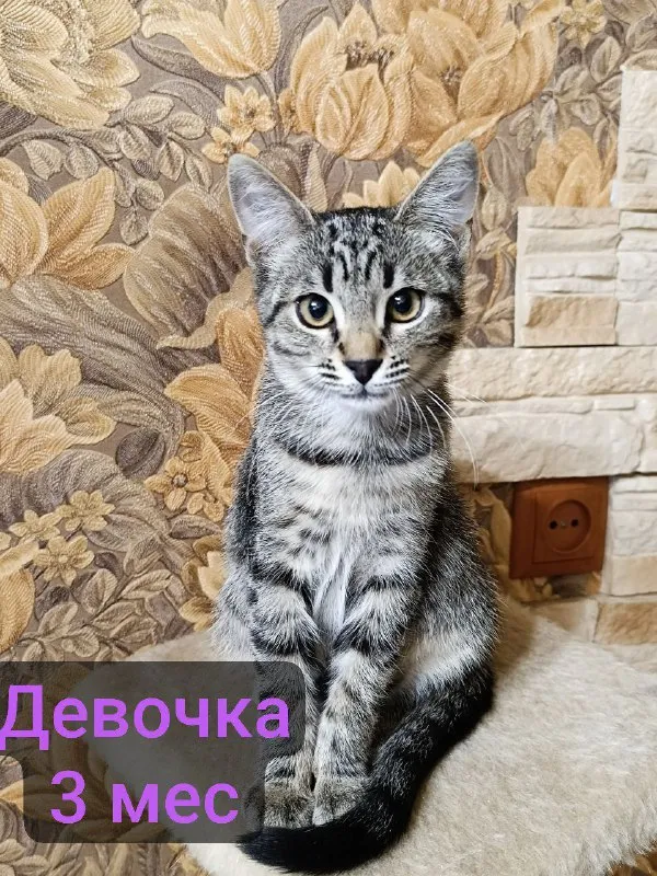 Описание:
Котята в добрые руки. Обработанные. Приезжайте знакомиться или привезём!
Все спасённые с улицы.
Цена: 1 руб.
📲 Tg: катерина
📞🇷🇺Звоните: +7949 326 52 68
Барахолка днр - фотография - 5