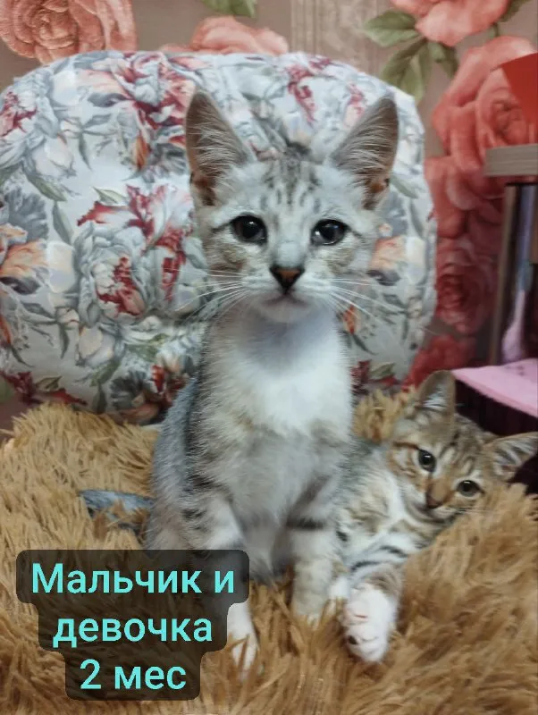 Описание:
Котята в добрые руки. Обработанные. Приезжайте знакомиться или привезём!
Все спасённые с улицы.
Цена: 1 руб.
📲 Tg: катерина
📞🇷🇺Звоните: +7949 326 52 68
Барахолка днр - фотография - 6