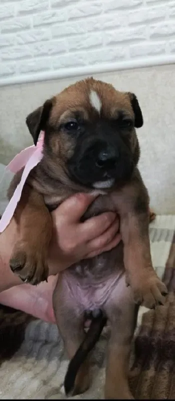 Описание:
Продаются щенки американского стаффордширского терьера (амстафф) 🐶

Щенки растут в домашних условиях, социализированы, приучены к пеленке, активно познают мир 🏡🧸.
Рождены 28.07.25г. 🎂

Цена: 10000 руб.

📲 Tg: наталия
📞🇷🇺Звоните: +79493552535

Барахолка днр - фотография - 1