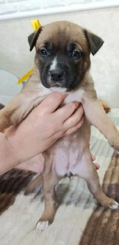 Описание:
Продаются щенки американского стаффордширского терьера (амстафф) 🐶

Щенки растут в домашних условиях, социализированы, приучены к пеленке, активно познают мир 🏡🧸.
Рождены 28.07.25г. 🎂

Цена: 10000 руб.

📲 Tg: наталия
📞🇷🇺Звоните: +79493552535

Барахолка днр - фотография - 3
