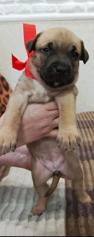 Описание:
Продаются щенки американского стаффордширского терьера (амстафф) 🐶

Щенки растут в домашних условиях, социализированы, приучены к пеленке, активно познают мир 🏡🧸.
Рождены 28.07.25г. 🎂

Цена: 10000 руб.

📲 Tg: наталия
📞🇷🇺Звоните: +79493552535

Барахолка днр - фотография - 4
