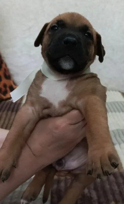 Описание:
Продаются щенки американского стаффордширского терьера (амстафф) 🐶

Щенки растут в домашних условиях, социализированы, приучены к пеленке, активно познают мир 🏡🧸.
Рождены 28.07.25г. 🎂

Цена: 10000 руб.

📲 Tg: наталия
📞🇷🇺Звоните: +79493552535

Барахолка днр - фотография - 6