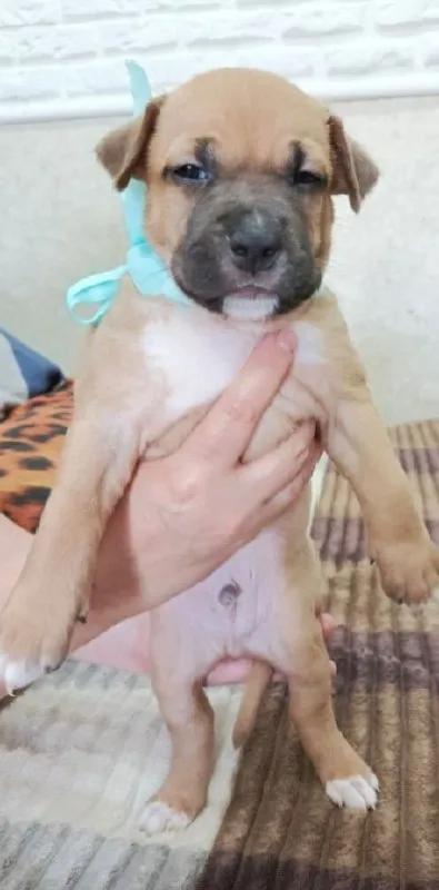 Описание:
Продаются щенки американского стаффордширского терьера (амстафф) 🐶

Щенки растут в домашних условиях, социализированы, приучены к пеленке, активно познают мир 🏡🧸.
Рождены 28.07.25г. 🎂

Цена: 10000 руб.

📲 Tg: наталия
📞🇷🇺Звоните: +79493552535

Барахолка днр - фотография - 8