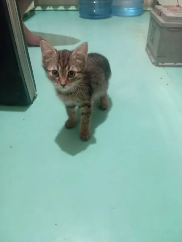 Описание:
Отдам котенка в хорошие руки
2-2,5Месяца
Приучен к лотку, добрый, игривый.
Мявчит беззвучно.
Кушает всё.
Отдаю по причине того что живу на съёме, оставить не могу.
Цена: 1 руб.
📲 Tg: katr
📞🇷🇺Звоните: +79493319973
Барахолка днр - фотография - 3