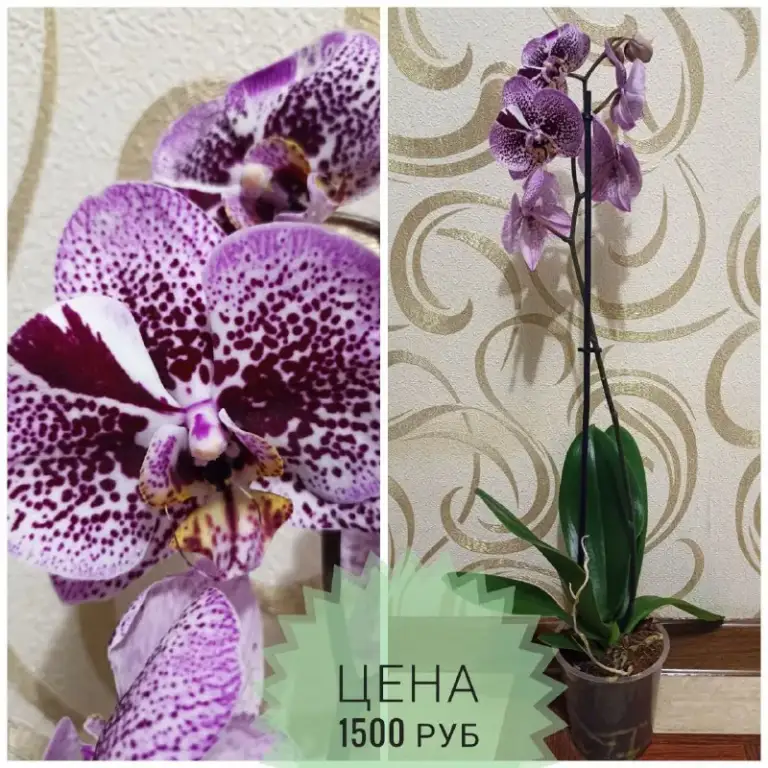 Описание:
Продам орхидеи
Раздача: макеевка-харцызск-донецк

Цена: 1500 руб.

📲 Tg: инна
📞🇷🇺Звоните: +79494042860

Барахолка днр - фотография - 9