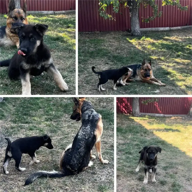 Описание:
Щенок немецкой овчарки, осталась одна 🐕шикарная девочка родилась в середине июля привита и обработана от паразитов. Готова переехать в новый дом к любящему хозяину.

Цена: 12000 руб.

📲 Tg: sn
📞🇷🇺Звоните: 79493785350

Барахолка днр - фотография - 1