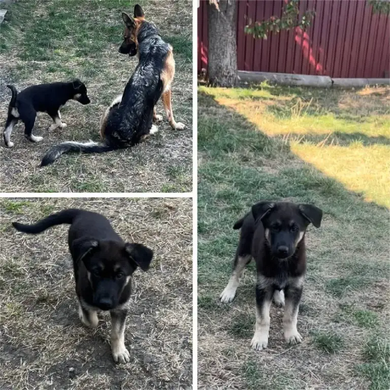 Описание:
Щенок немецкой овчарки, осталась одна 🐕шикарная девочка родилась в середине июля привита и обработана от паразитов. Готова переехать в новый дом к любящему хозяину.

Цена: 12000 руб.

📲 Tg: sn
📞🇷🇺Звоните: 79493785350

Барахолка днр - фотография - 2