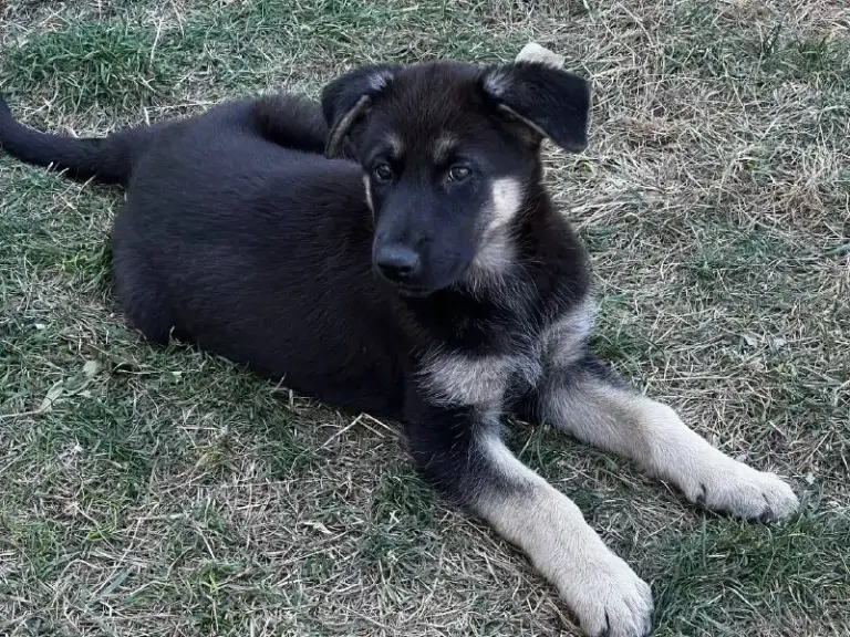 Описание:
Щенок немецкой овчарки, осталась одна 🐕шикарная девочка родилась в середине июля привита и обработана от паразитов. Готова переехать в новый дом к любящему хозяину.

Цена: 12000 руб.

📲 Tg: sn
📞🇷🇺Звоните: 79493785350

Барахолка днр - фотография - 3