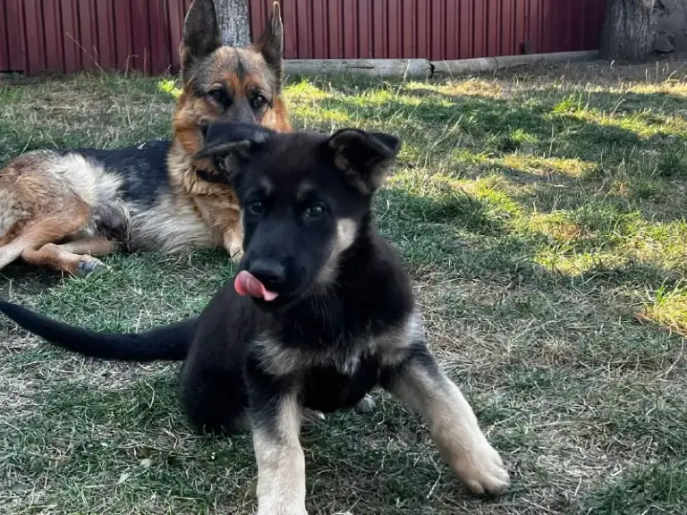 Описание:
Щенок немецкой овчарки, осталась одна 🐕шикарная девочка родилась в середине июля привита и обработана от паразитов. Готова переехать в новый дом к любящему хозяину.

Цена: 12000 руб.

📲 Tg: sn
📞🇷🇺Звоните: 79493785350

Барахолка днр - фотография - 4