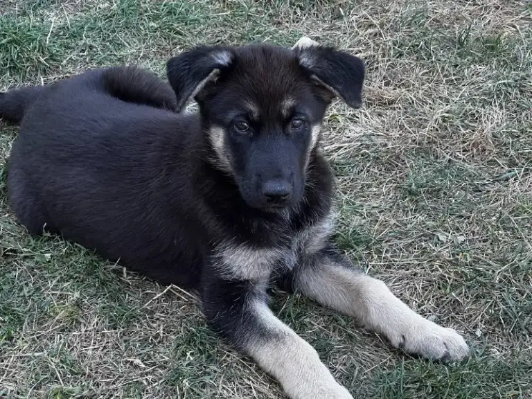 Описание:
Щенок немецкой овчарки, осталась одна 🐕шикарная девочка родилась в середине июля привита и обработана от паразитов. Готова переехать в новый дом к любящему хозяину.

Цена: 12000 руб.

📲 Tg: sn
📞🇷🇺Звоните: 79493785350

Барахолка днр - фотография - 5