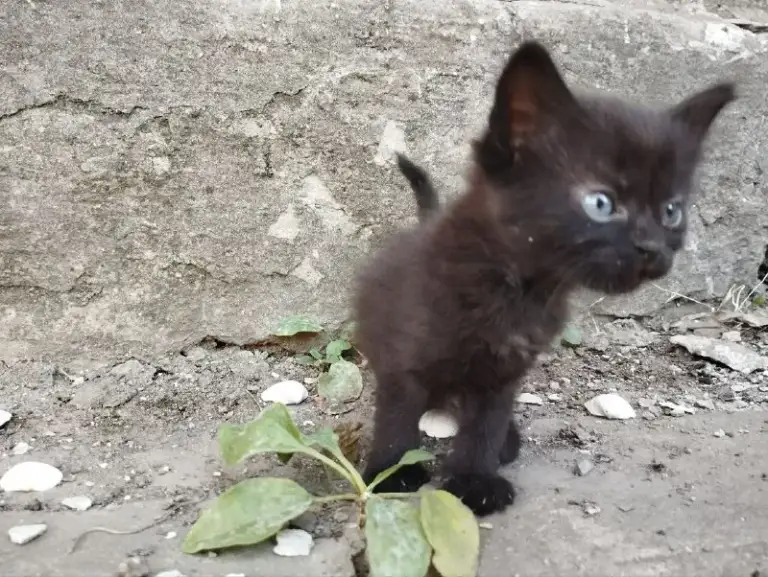Описание:
Отдам котят в добрые руки! Две черненькие девочки, два мальчика чёрный и беленький. Им уже идёт второй месяц. Сами кушают, ходят в лоток, игривые.
Цена: 1 руб.
📲 Tg: nat m
📞🇷🇺Звоните: +79494018611
Барахолка днр - фотография - 5