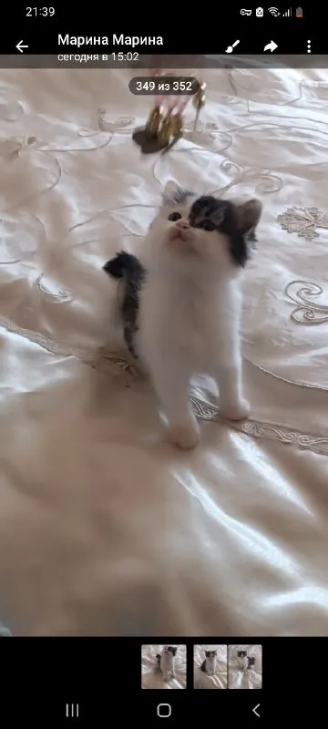 Отдам котят в хорошие руки. Могу подвести. Донецк. Тел +79493830224 - фотография - 2