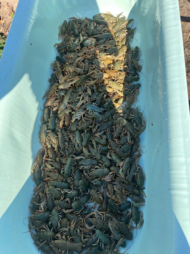 Продам раков!!!цена 1500 до 3500₽, есть опт!!!доп информация по телефону:79494131093:79490453317,рак всегда свежий, живёт в родниковой воде!!! - фотография - 4