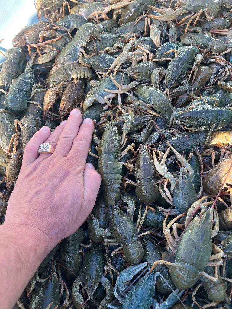 Продам раков!!!цена 1500 до 3500₽, есть опт!!!доп информация по телефону:79494131093:79490453317,рак всегда свежий, живёт в родниковой воде!!! - фотография - 3