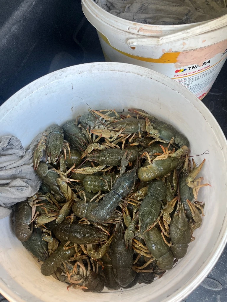 Продам раков!!!цена 1500 до 3500₽, есть опт!!!доп информация по телефону:79494131093:79490453317,рак всегда свежий, живёт в родниковой воде!!! - фотография - 2
