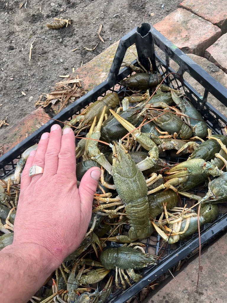 Продам раков!!!цена 1500 до 3500₽, есть опт!!!доп информация по телефону:79494131093:79490453317,рак всегда свежий, живёт в родниковой воде!!! - фотография - 6