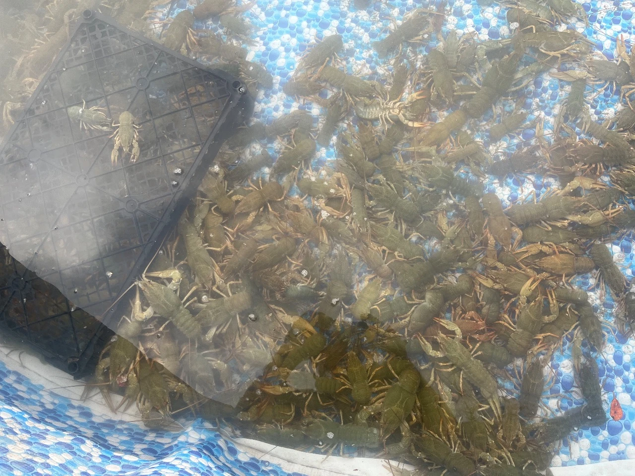 Продам раков!!!цена 1500 до 3500₽, есть опт!!!доп информация по телефону:79494131093:79490453317,рак всегда свежий, живёт в родниковой воде!!! - фотография - 5