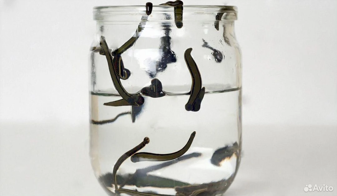 Продаются пиявки медицинские средние. т. +7-949-433-67-24 игорь встретиться можно в г. макеевка в р-... - фотография