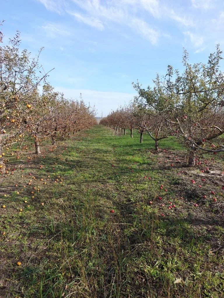 Продается яблоневый сад площадью 16 гектаров в селе коминтерново (днр, новоазовский район, 12 км от... - фотография