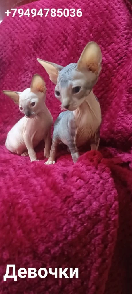 Готовы найти свою семью котята канадского сфинкса мальчики и девочки светлые котята с голубыми глазками кушают влажный корм и паштеты для котят пьют сливки. лоток освоен очень игривые малыши. цена 20 тыс. находимся в донецке тел +79494785036. - фотография - 3