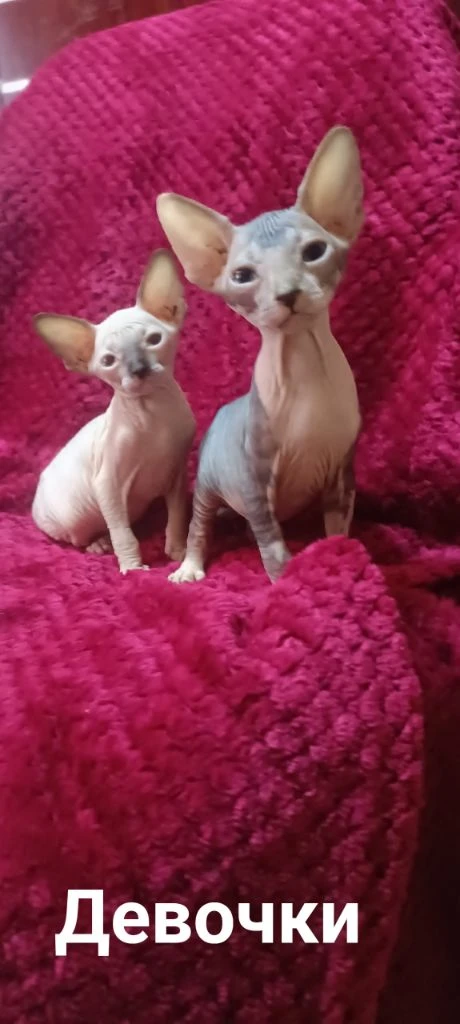 Готовы найти свою семью котята канадского сфинкса мальчики и девочки светлые котята с голубыми глазками кушают влажный корм и паштеты для котят пьют сливки. лоток освоен очень игривые малыши. цена 20 тыс. находимся в донецке тел +79494785036. - фотография - 2