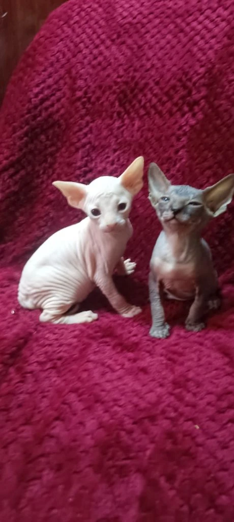 Готовы найти свою семью котята канадского сфинкса мальчики и девочки светлые котята с голубыми глазками кушают влажный корм и паштеты для котят пьют сливки. лоток освоен очень игривые малыши. цена 20 тыс. находимся в донецке тел +79494785036. - фотография - 6