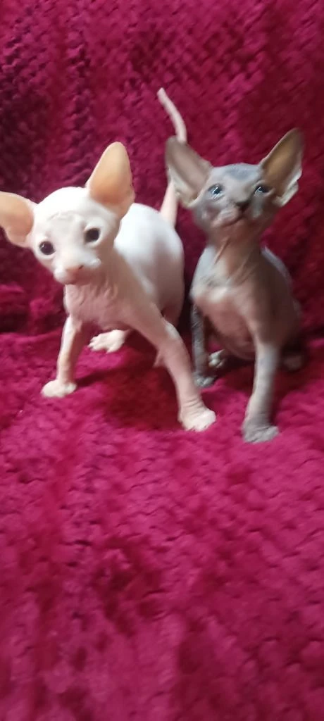 Готовы найти свою семью котята канадского сфинкса мальчики и девочки светлые котята с голубыми глазками кушают влажный корм и паштеты для котят пьют сливки. лоток освоен очень игривые малыши. цена 20 тыс. находимся в донецке тел +79494785036. - фотография - 4