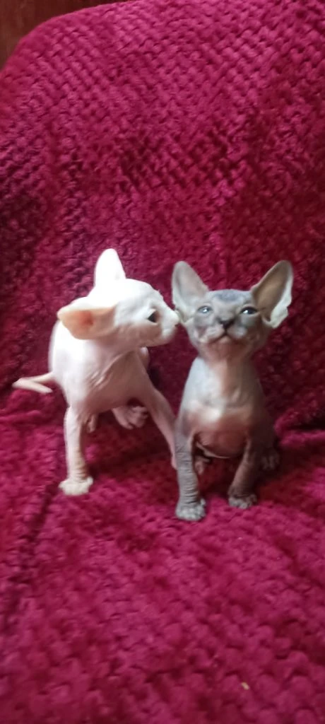 Готовы найти свою семью котята канадского сфинкса мальчики и девочки светлые котята с голубыми глазками кушают влажный корм и паштеты для котят пьют сливки. лоток освоен очень игривые малыши. цена 20 тыс. находимся в донецке тел +79494785036. - фотография - 5