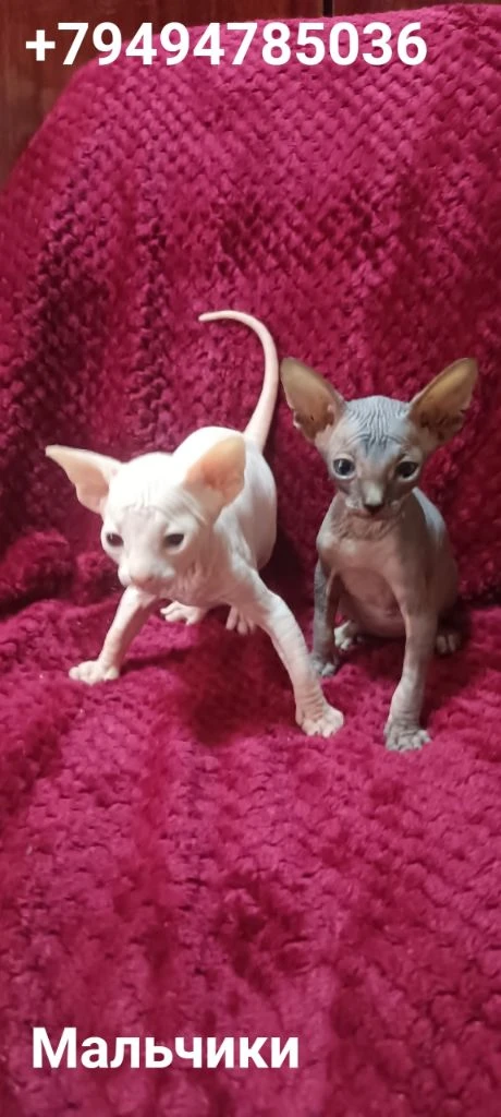 Готовы найти свою семью котята канадского сфинкса мальчики и девочки светлые котята с голубыми глазк... - фотография