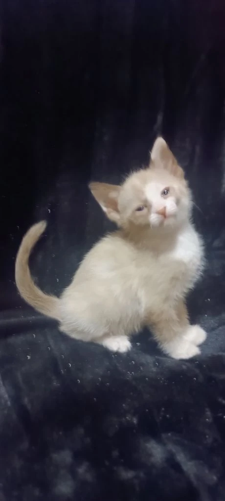 Девочка сфинкс браш ест влажный корм и паштеты для котят пьёт сливки лоток освоен когтеточку знает очень милая ласковая и игривая кошечка цена 7 тыс. находимся в донецке тел +79494785036. - фотография - 5